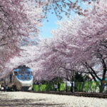 Khám Phá Lễ Hội Hoa Anh Đào Jinhae: Thiên Đường Hồng Rực Rỡ Tại Hàn Quốc