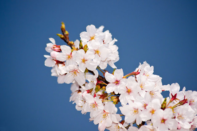 Một góc đảo Jeju mùa hoa anh đào