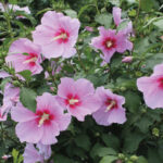 Nguồn gốc và ý nghĩa Mugunghwa – Quốc hoa Hàn Quốc